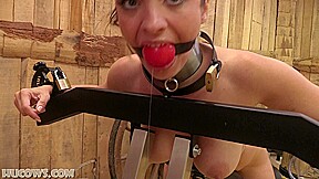 HuCows – Alba Zevon Milking Stocks