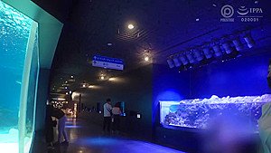 SGA-152 Japanese Amateur