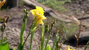 Best HD Asian Most Views